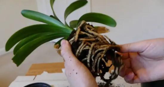 君子兰繁殖方法有哪些?繁殖过程中应注意什么问题? 君子兰繁殖方法有哪些?繁殖过程中应注意什么问题?