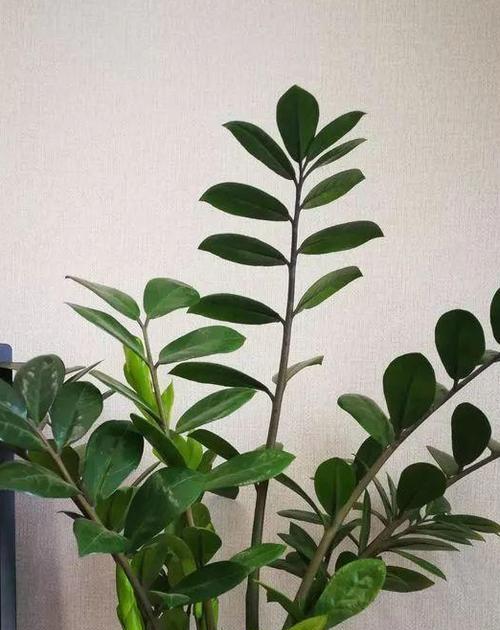 雪铁芋会开花吗？开花时是什么样的？