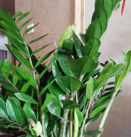 雪铁芋会开花吗？开花时是什么样的？