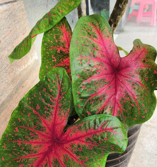 雪铁芋会开花吗？开花时是什么样的？