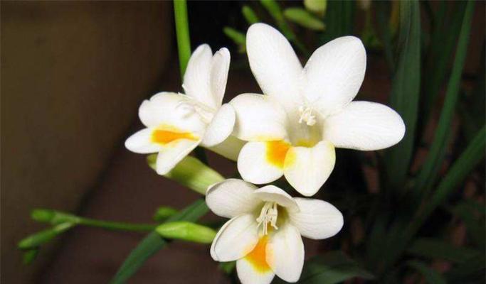 小苍兰最佳种植时间是什么时候？如何确保种植成功？