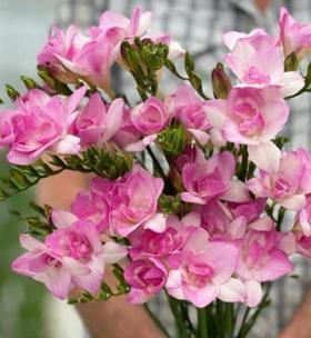 小苍兰最佳种植时间是什么时候？如何确保种植成功？