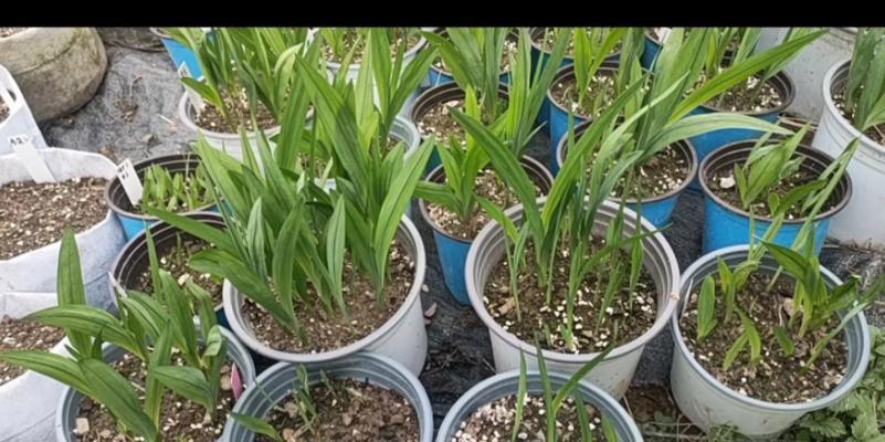 小苍兰最佳种植时间是什么时候？如何确保种植成功？