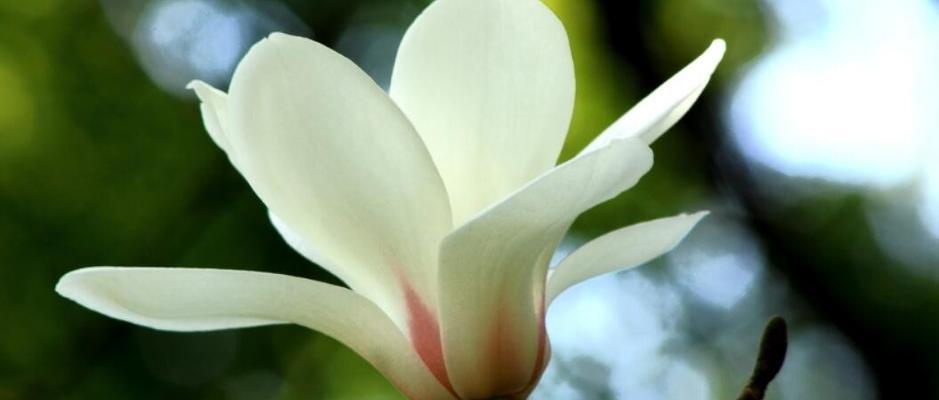 感恩之花——以康乃馨的花语为主题的文章（传达感激之情）