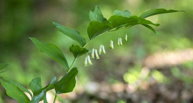 玉竹的外观特征是什么？如何辨别真假玉竹？