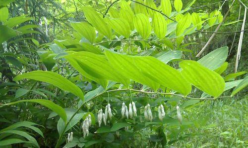 玉竹的外观特征是什么？如何辨别真假玉竹？