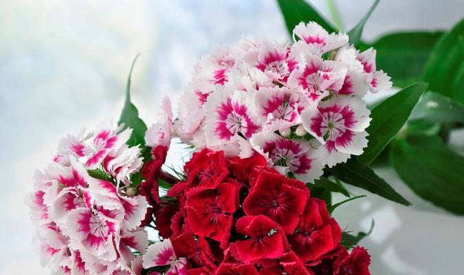 感恩之花——以康乃馨的花语为主题的文章（传达感激之情）