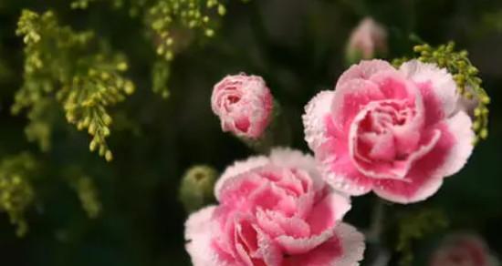 感恩之花——以康乃馨的花语为主题的文章(传达感激之情)