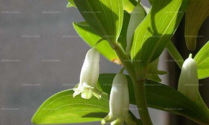 玉竹的外观特征是什么？如何辨别真假玉竹？