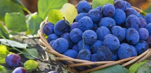蓝莓一年四季都能买到吗？夏秋季节的蓝莓成熟上市情况如何？