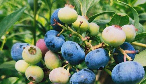 蓝莓一年四季都能买到吗？夏秋季节的蓝莓成熟上市情况如何？