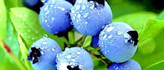 蓝莓一年四季都能买到吗？夏秋季节的蓝莓成熟上市情况如何？