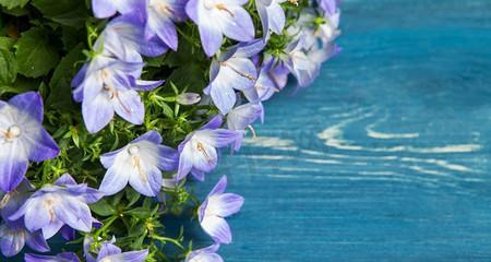 白色桔梗花的美丽与寓意（揭示自由）