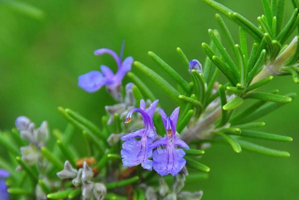 迷迭香多久服盆？服盆期间的养护要点是什么？
