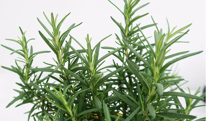 迷迭香多久服盆?服盆期间的养护要点是什么? 迷迭香多久服盆?服盆期间的养护要点是什么?