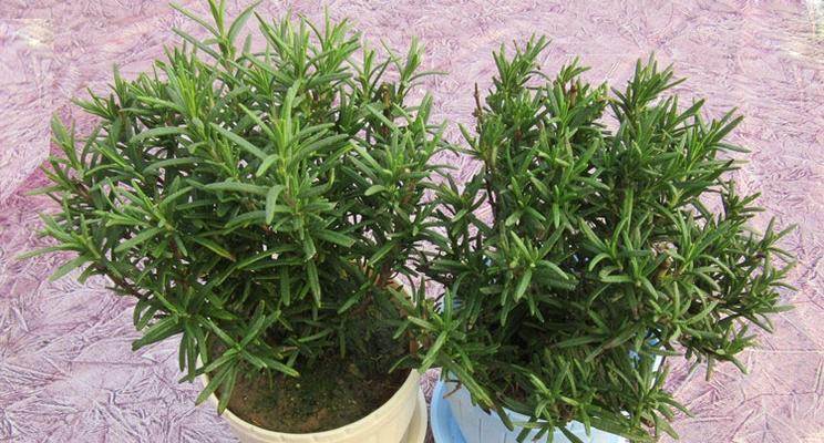 迷迭香多久服盆?服盆期间的养护要点是什么? 迷迭香多久服盆?服盆期间的养护要点是什么?