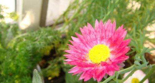 用红玫瑰传递“我爱你”的花语（红玫瑰的花语与表达爱意的技巧）