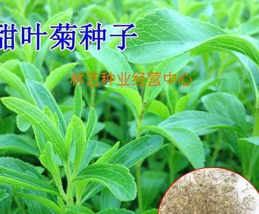 如何获得菊花种子?来源和获取方法是什么? 如何获得菊花种子?来源和获取方法是什么?