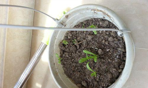 如何获得菊花种子?来源和获取方法是什么? 如何获得菊花种子?来源和获取方法是什么?