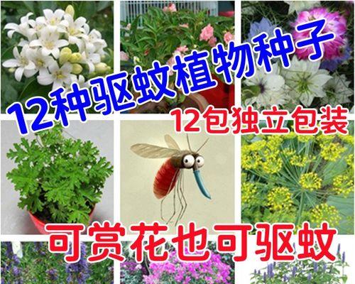 如何获得菊花种子?来源和获取方法是什么? 如何获得菊花种子?来源和获取方法是什么?