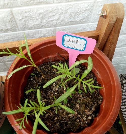 波斯菊种子发芽需要多长时间？如何加速发芽过程？