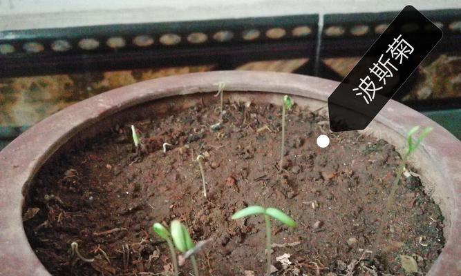 波斯菊种子发芽需要多长时间？如何加速发芽过程？