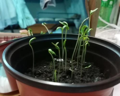 波斯菊种子发芽需要多长时间?如何加速发芽过程?