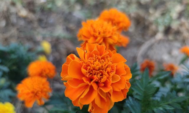 万寿菊通常在几月份开花?什么季节是最佳观赏期? 万寿菊通常在几月份开花?什么季节是最佳观赏期?