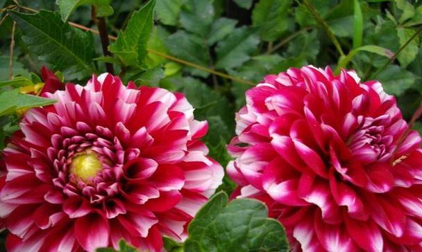 万寿菊通常在几月份开花?什么季节是最佳观赏期? 万寿菊通常在几月份开花?什么季节是最佳观赏期?