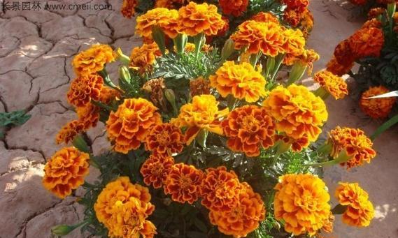 万寿菊通常在几月份开花?什么季节是最佳观赏期? 万寿菊通常在几月份开花?什么季节是最佳观赏期?