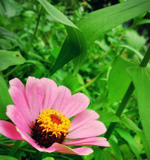 百日菊花语之美（春夏秋冬）