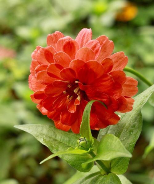 百日菊花语之美（春夏秋冬）