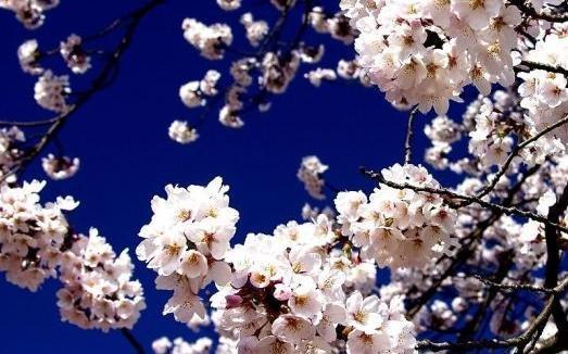 等你回来，我守候在花开的时节（百合花语中的等待与期盼）