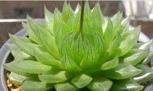 玉露养殖需要注意什么？如何正确养殖玉露？