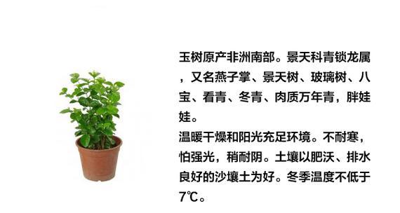 玉露养殖需要注意什么？如何正确养殖玉露？