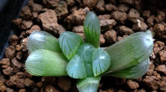 玉露养殖需要注意什么？如何正确养殖玉露？