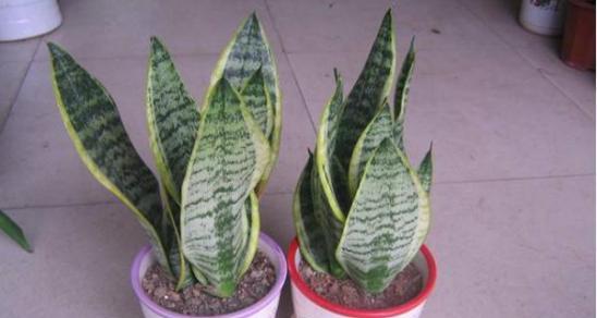 虎皮兰换盆注意事项是什么？换盆后如何正确养护？