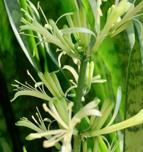 虎皮兰绽放的含义与寓意（以虎皮兰开花探寻生命的奇迹）