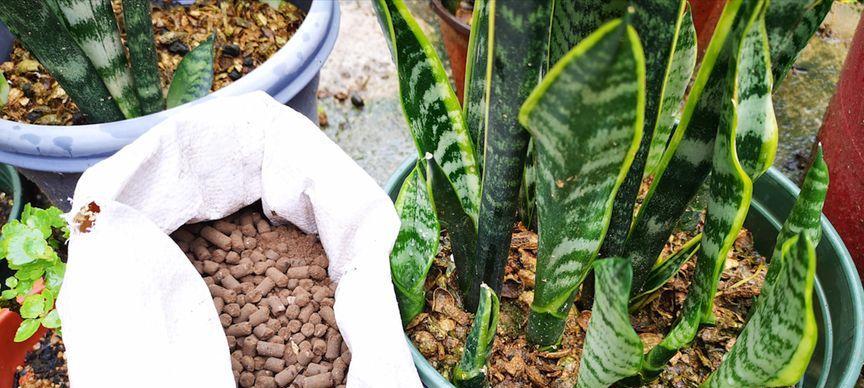 虎皮兰换盆注意事项是什么？换盆后如何正确养护？