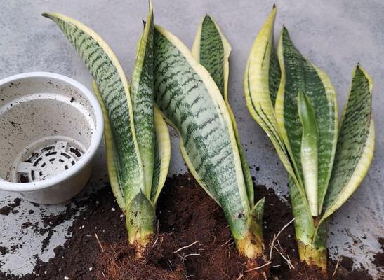 虎皮兰换盆注意事项是什么？换盆后如何正确养护？