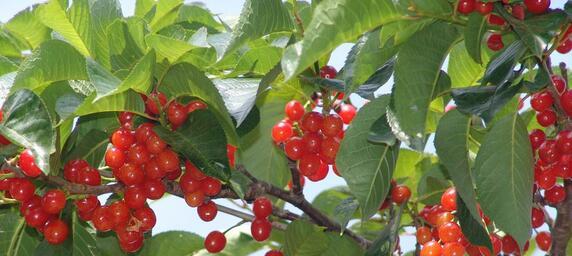 赣州可以种樱桃吗？种植樱桃的条件和注意事项是什么？