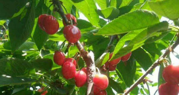 赣州可以种樱桃吗？种植樱桃的条件和注意事项是什么？