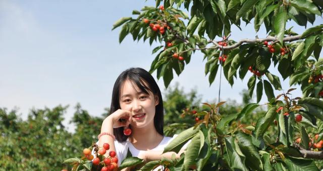 赣州可以种樱桃吗？种植樱桃的条件和注意事项是什么？