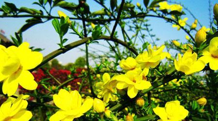 迎春花花期多长时间？如何延长花期？