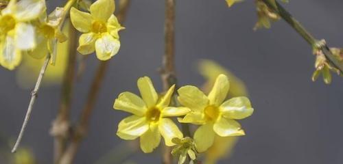 迎春花花期多长时间？如何延长花期？