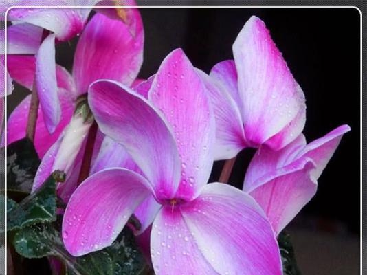 仙客来花期通常在什么时候?如何延长花期? 仙客来花期通常在什么时候?如何延长花期?