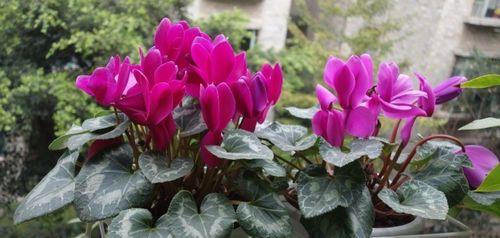 仙客来花期通常在什么时候?如何延长花期? 仙客来花期通常在什么时候?如何延长花期?