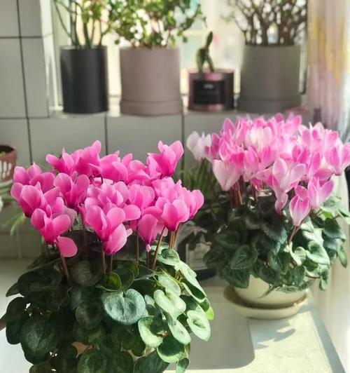 仙客来花期通常在什么时候?如何延长花期? 仙客来花期通常在什么时候?如何延长花期?