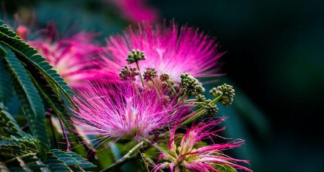 合欢花(美丽花朵背后的深刻意义)