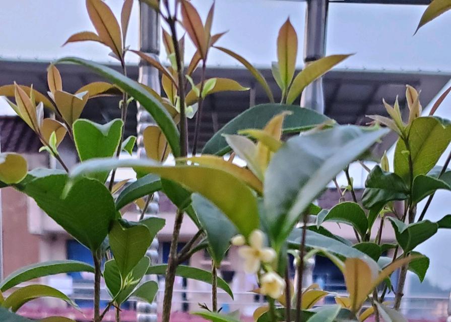 桂花树怕晒吗？如何正确养护以避免阳光伤害？